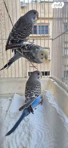 תמונת מודעה - חיות מחמד