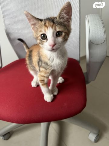 תמונת מודעה - חיות מחמד