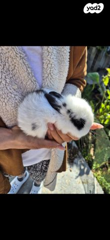 תמונת מודעה - חיות מחמד