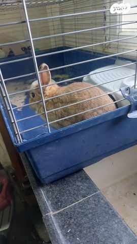 תמונת מודעה - חיות מחמד