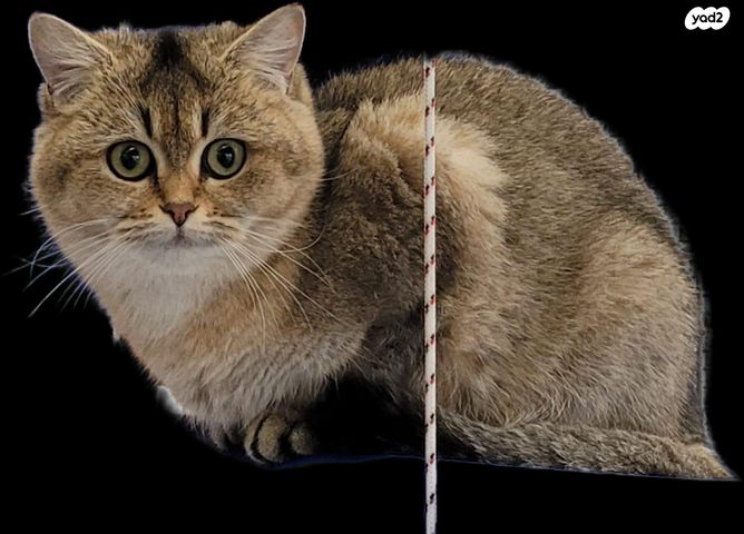 תמונת מודעה - חיות מחמד