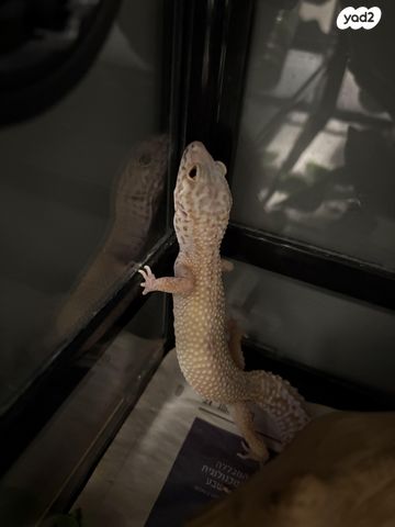 תמונת מודעה - חיות מחמד