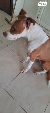 תמונת מודעה - חיות מחמד