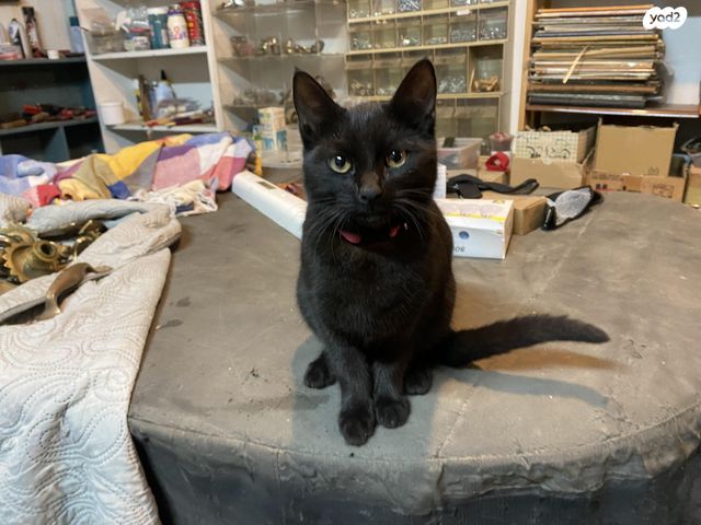 תמונת מודעה - חיות מחמד