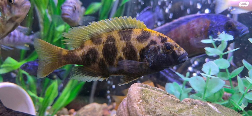 תמונת מודעה - חיות מחמד