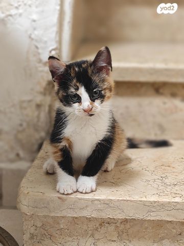 תמונת מודעה - חיות מחמד