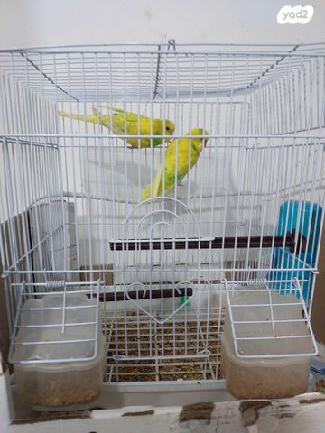 תמונת מודעה - חיות מחמד