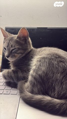 תמונת מודעה - חיות מחמד