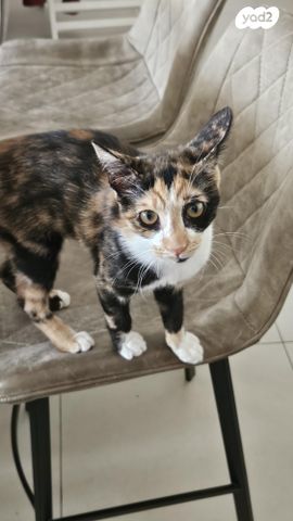 תמונת מודעה - חיות מחמד