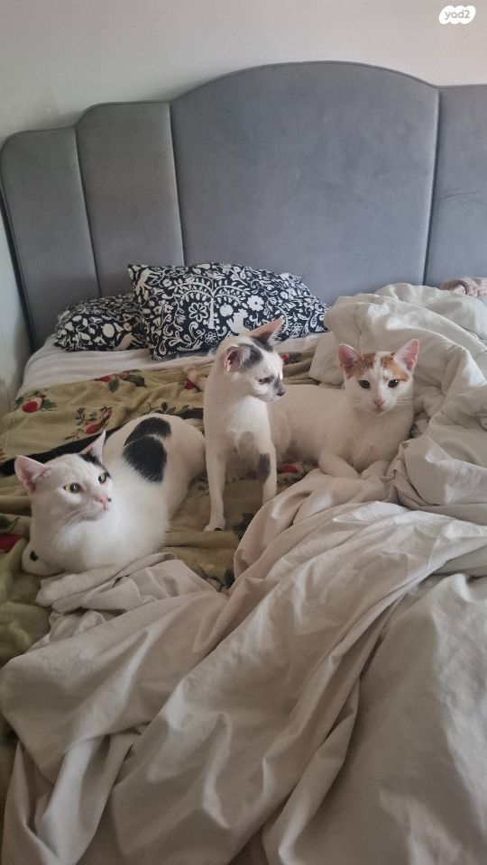 תמונת מודעה - חיות מחמד