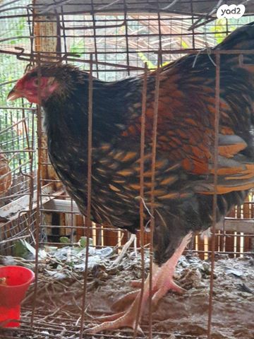 תמונת מודעה - חיות מחמד