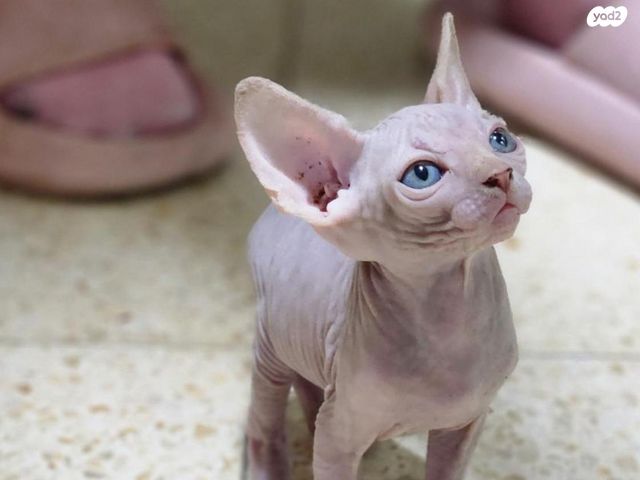 תמונת מודעה - חיות מחמד