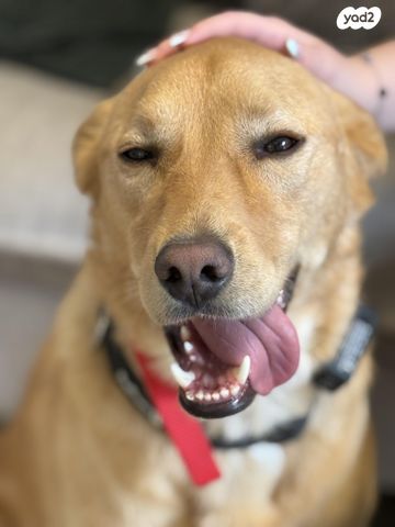 תמונת מודעה - חיות מחמד