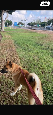 תמונת מודעה - חיות מחמד