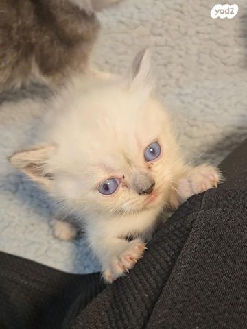 תמונת מודעה - חיות מחמד