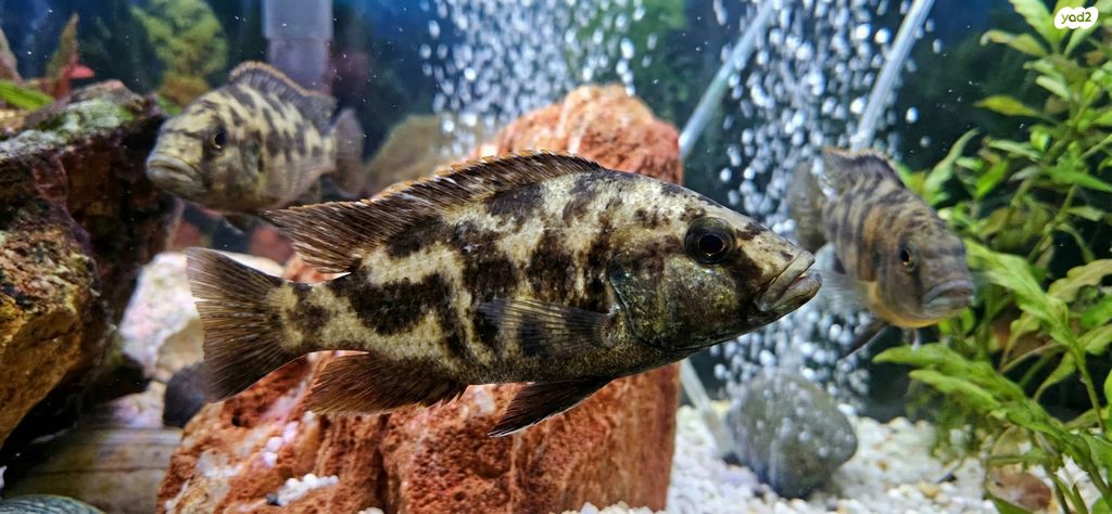 דג ציקלידים