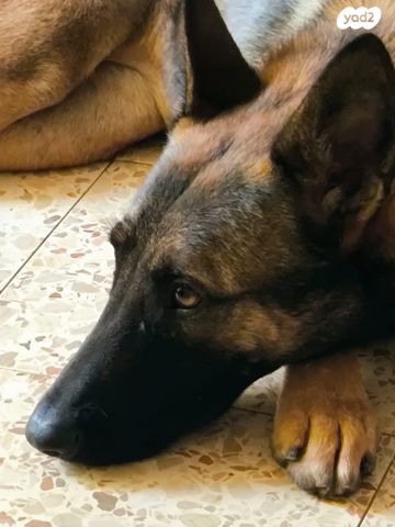 כלב רועה בלגי