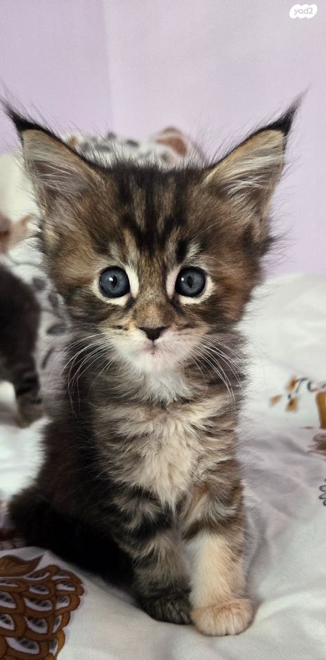 חתול מיין קון