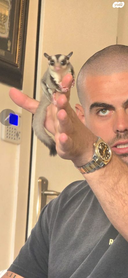 מכרסם סנאי מעופף \ שוגר