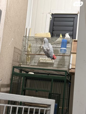 תוכי קוקוטייל