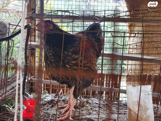 חיית משק מאראנס