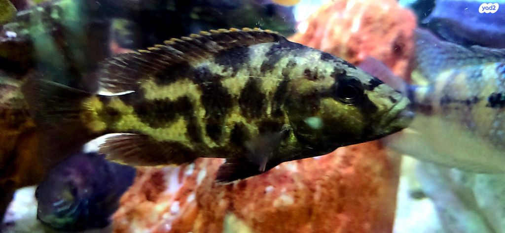 דג ציקלידים