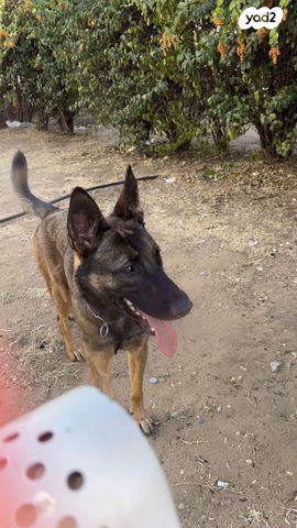 כלב רועה בלגי