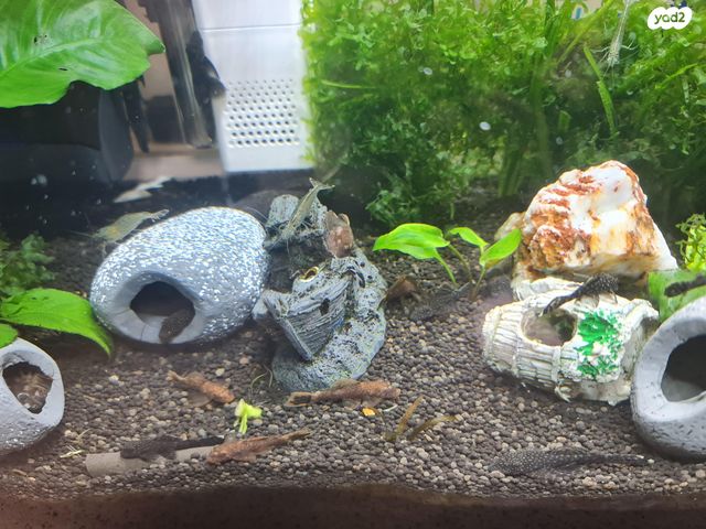 דג דגי חתול