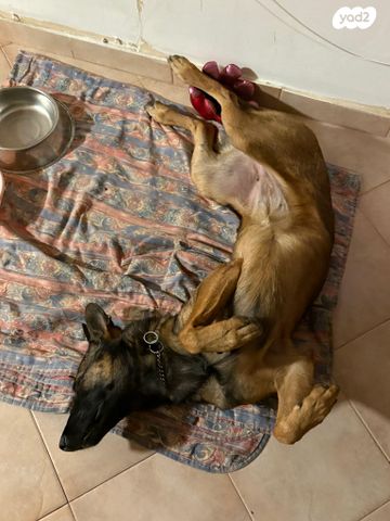 כלב רועה בלגי