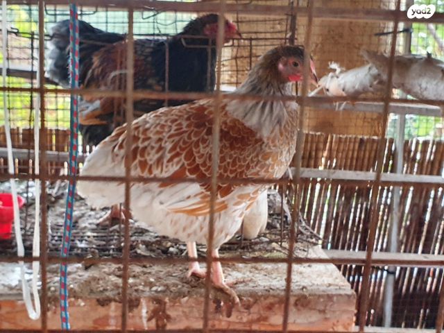 חיית משק מאראנס