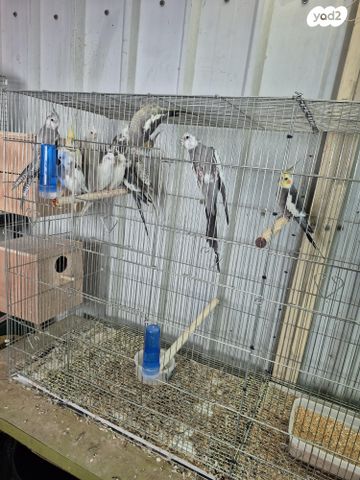 תוכי קוקוטייל