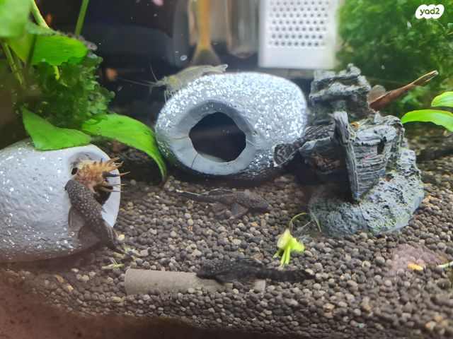 דג דגי חתול