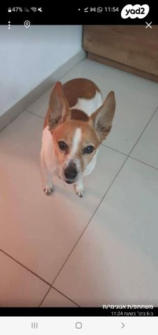 כלב ג'ק ראסל טרייר