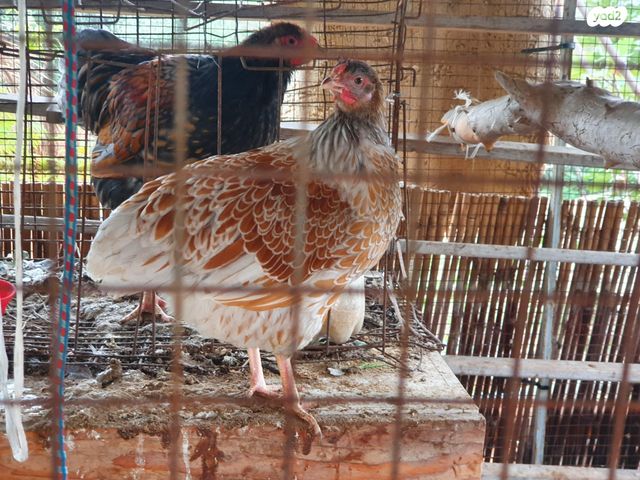 חיית משק מאראנס