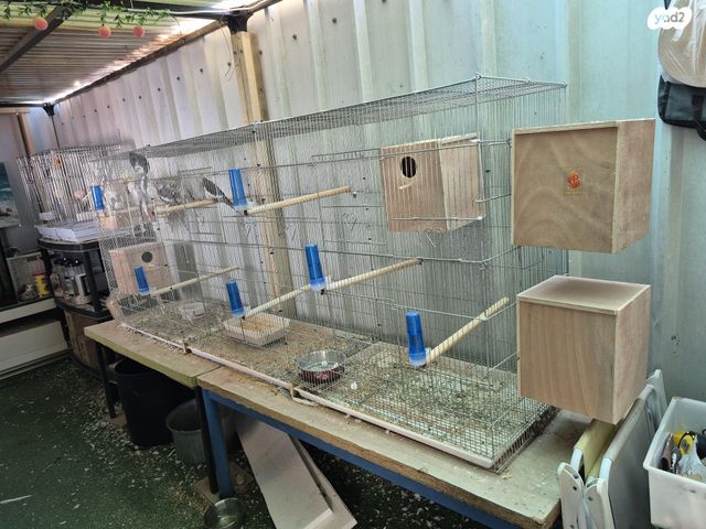 תוכי קוקוטייל