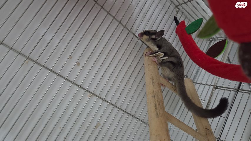 מכרסם סנאי מעופף \ שוגר