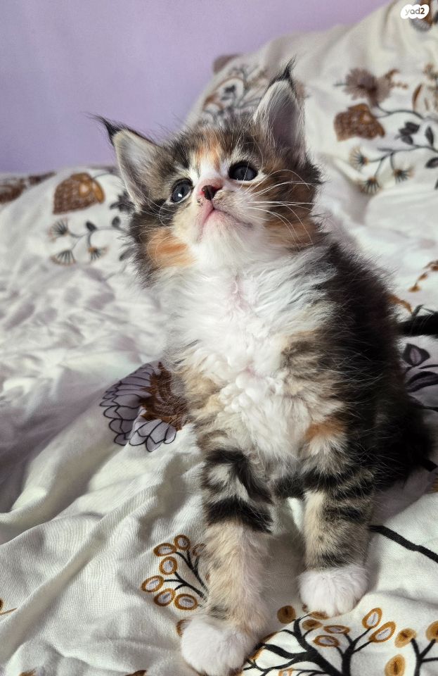 חתול מיין קון