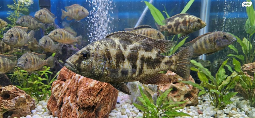 דג ציקלידים