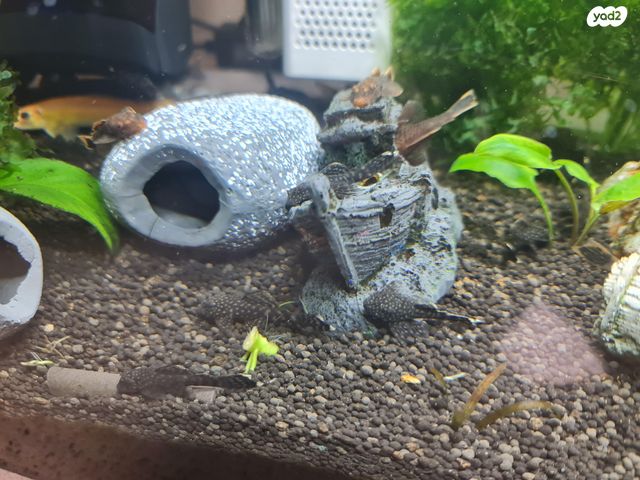 דג דגי חתול