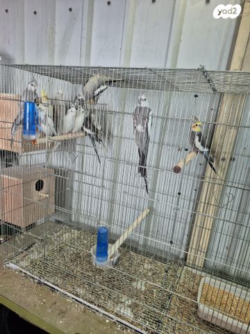 תוכי קוקוטייל