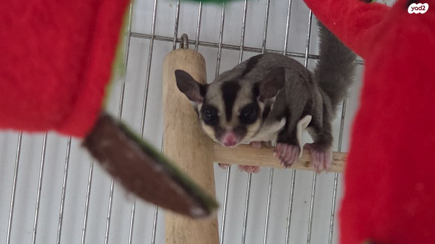 מכרסם סנאי מעופף \ שוגר