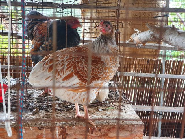 חיית משק מאראנס