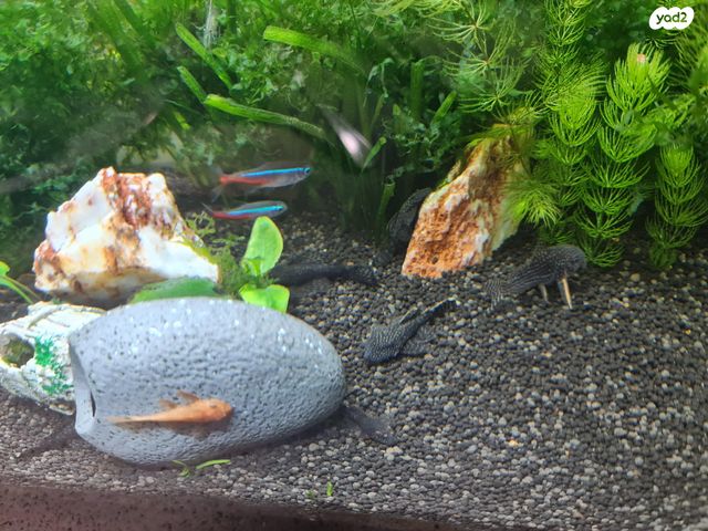 דג דגי חתול