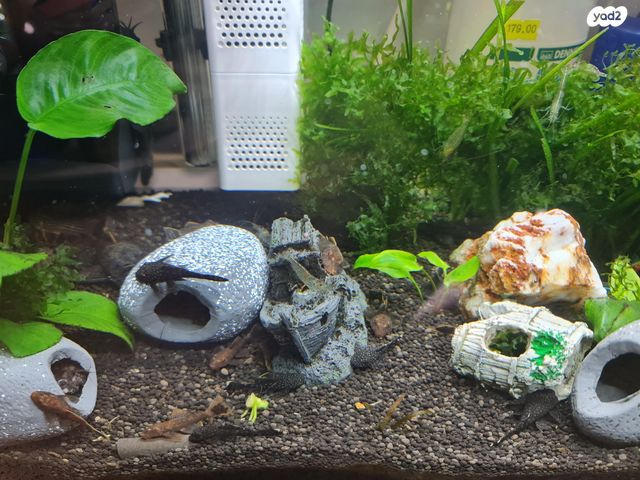 דג דגי חתול