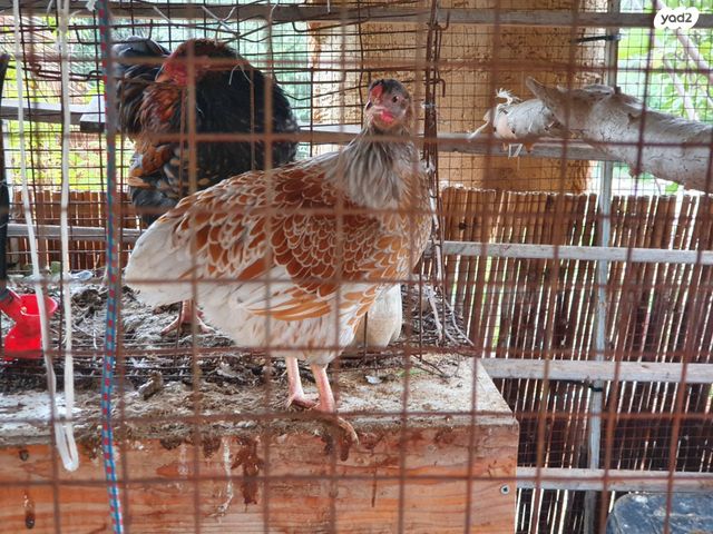 חיית משק מאראנס