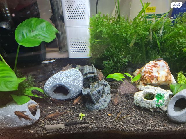 דג דגי חתול