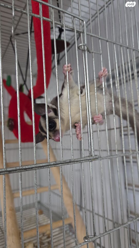 מכרסם סנאי מעופף \ שוגר