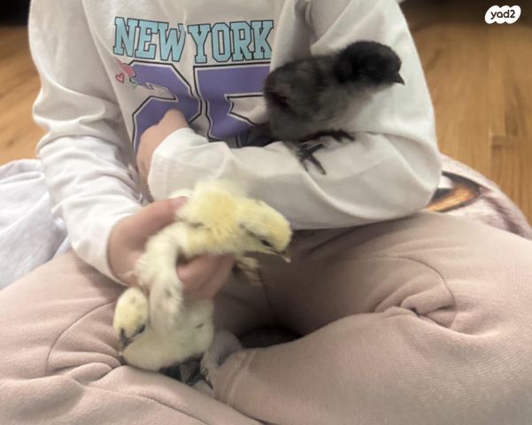 חיית משק פולני