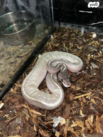 תמונת מודעה - חיות מחמד