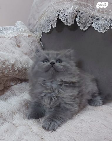 תמונת מודעה - חיות מחמד